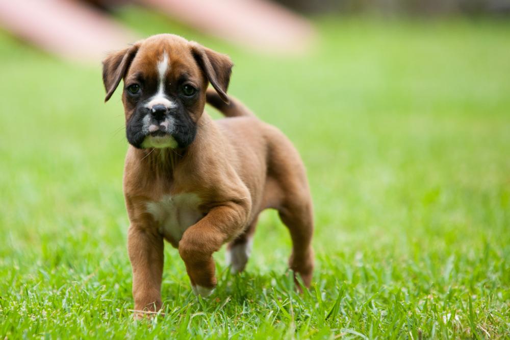 boxer chiot