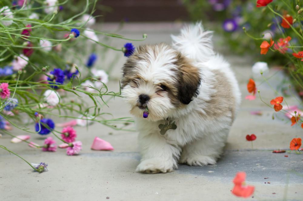lhassa apso chiot