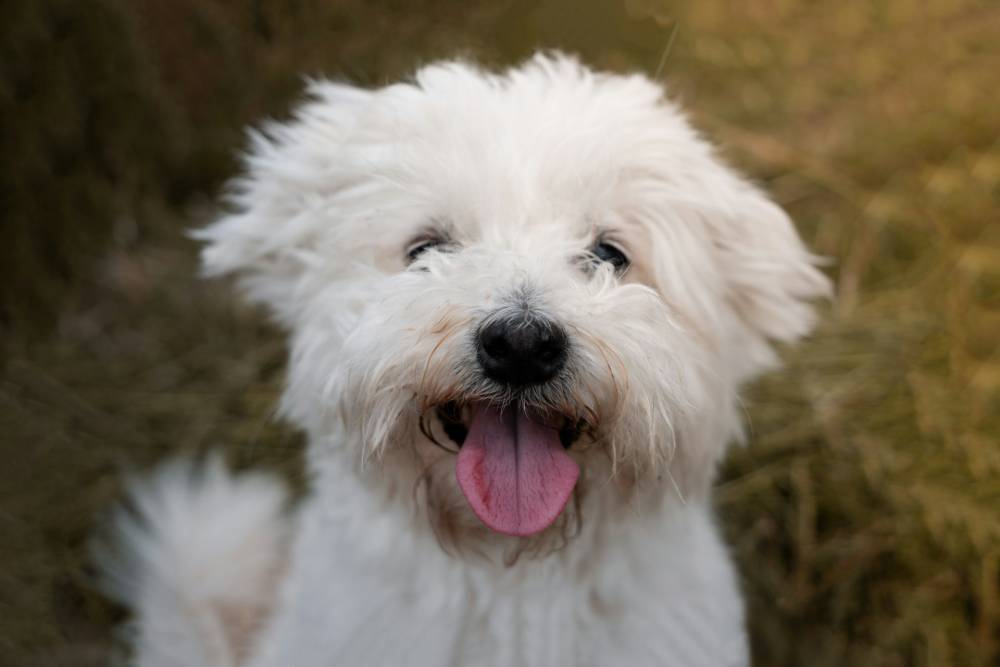 chiot bichon frisé près de Les Sables-d'Olonne