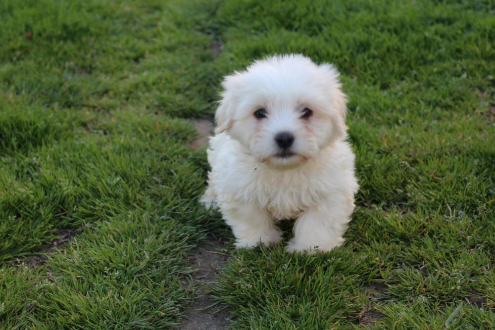chiot petite taille près de Les Sables-d'Olonne