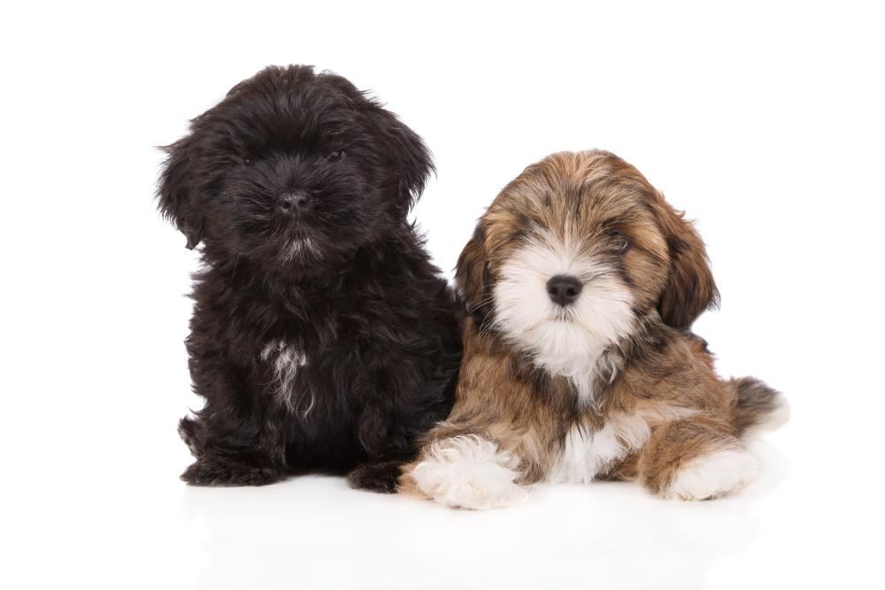 lhassa apso chiots