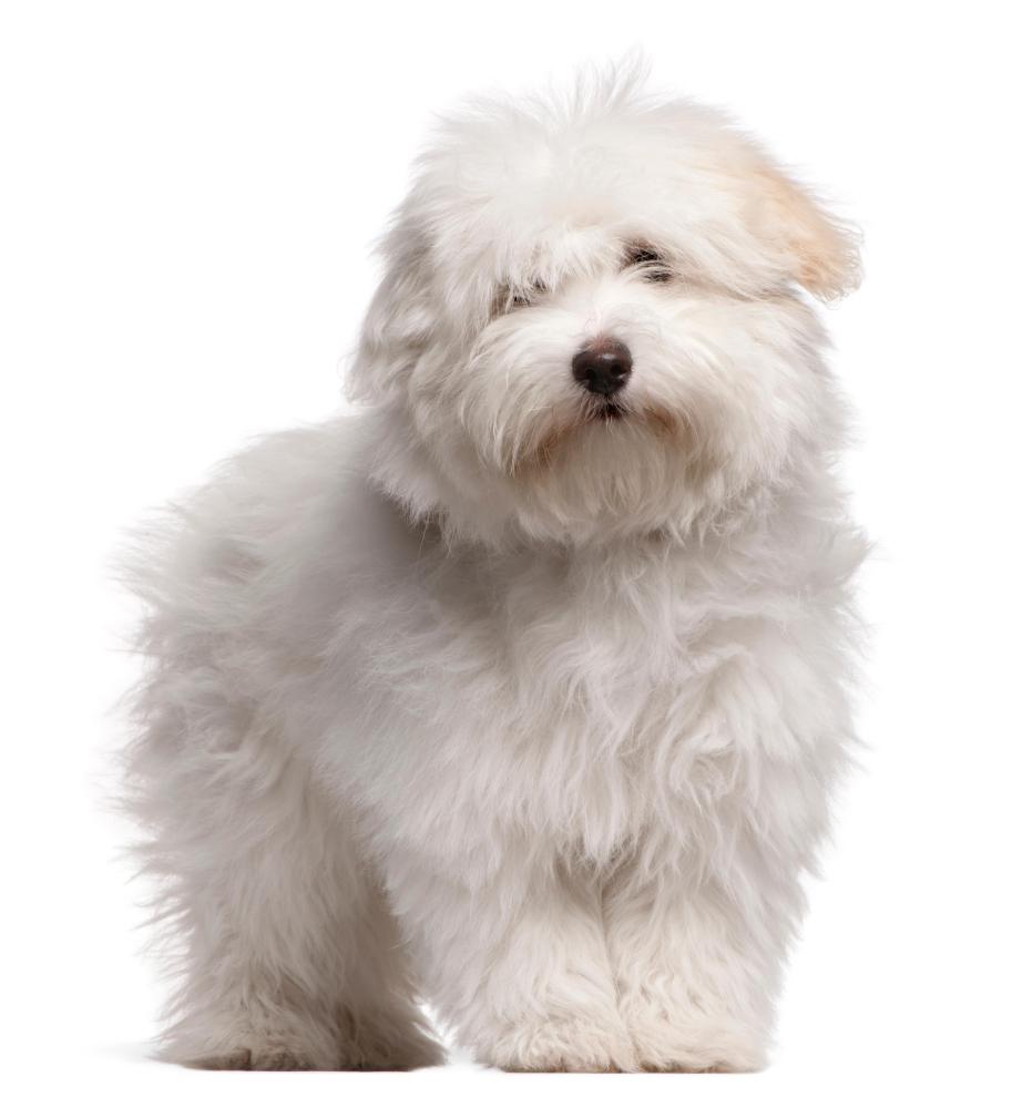coton de tuléar