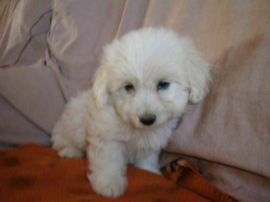 coton de tuléar