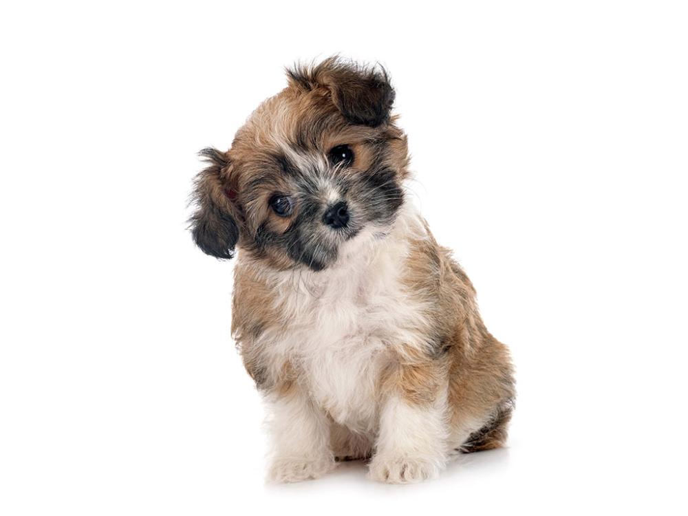 lhassa apso chiot