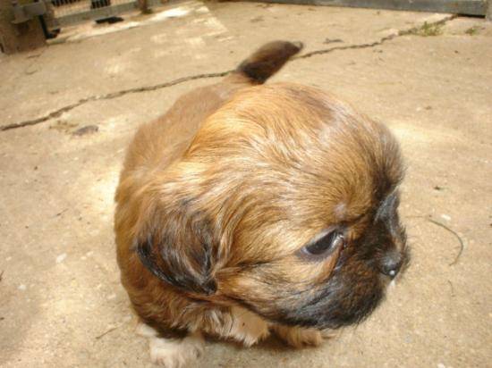 lhassa apso chiot