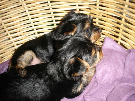 lhassa apso chiots