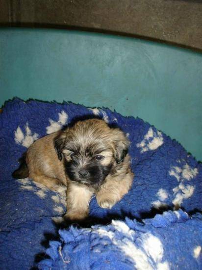 lhassa apso chiot