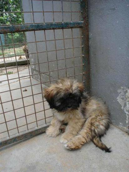 lhassa apso chiot