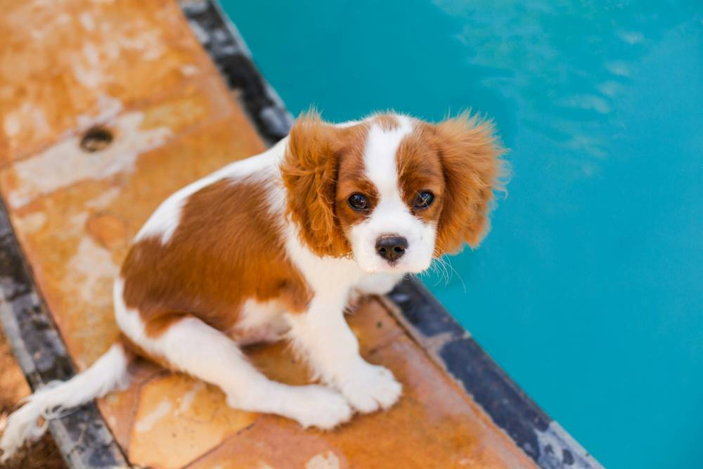 cavalier king charles près de Les Sables-d'Olonne